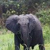 072 LOANGO 2 Akaka Riviere Rembo Ngove Nord Berge et Mammalia Proboscidea Elephant Loxodonta africana cyclotis 15E5K3IMG_106926wtmk.jpg